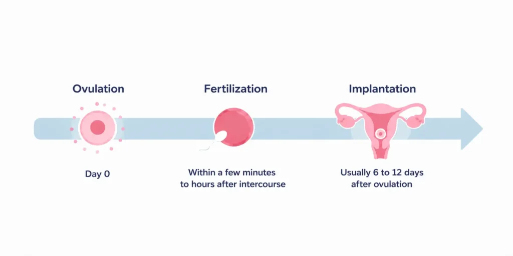 How Many Days After Ovulation Does Implantation Happen