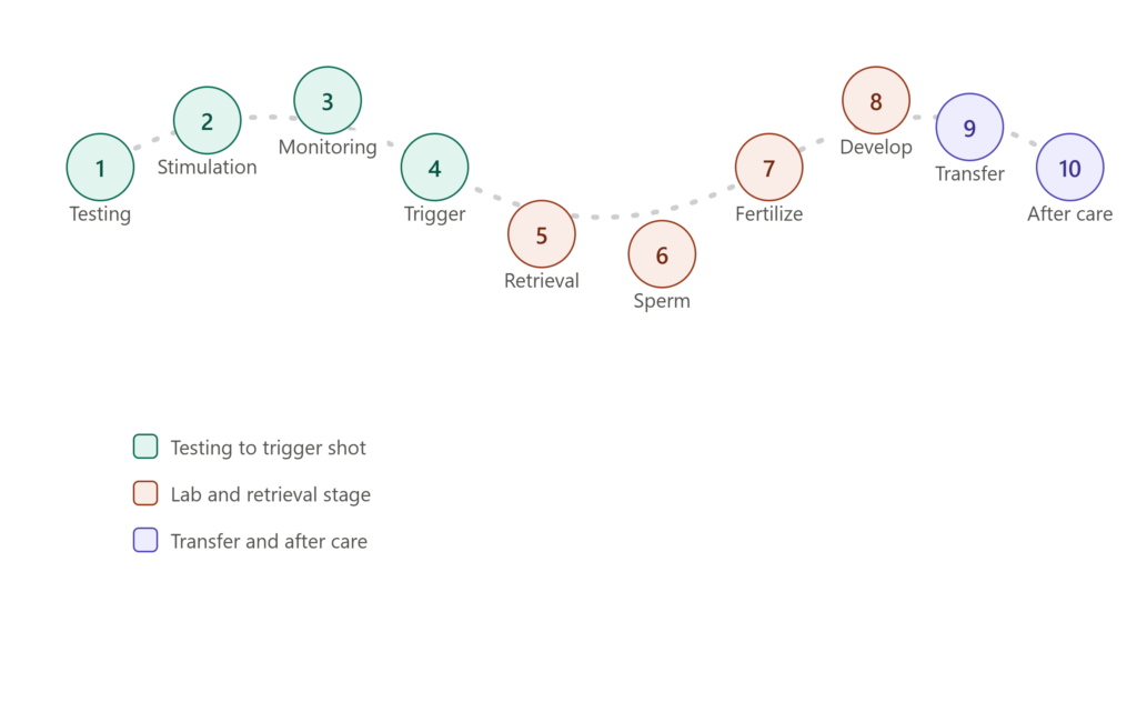 IVF cycle step by step journey showing ten stages from initial testing to embryo transfer and after care.